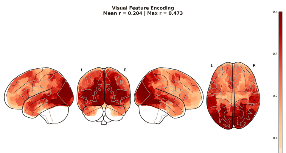 Animated cortical encoding maps